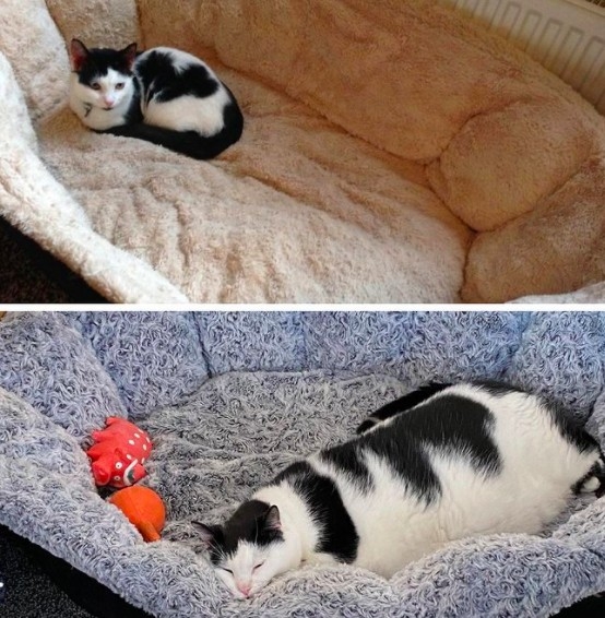 營養不良的乳牛貓，長大嚇壞眾人