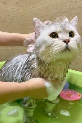 貓咪待在澡盆中