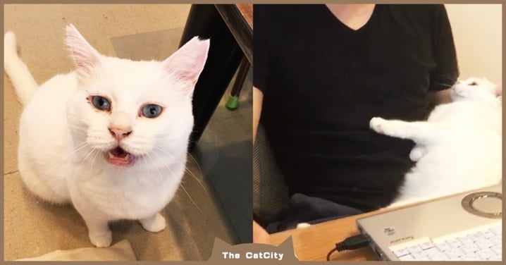 主人玩電腦被冷落！日本貓貓「決定這樣撒嬌」讓網崩潰：心臟爆擊！