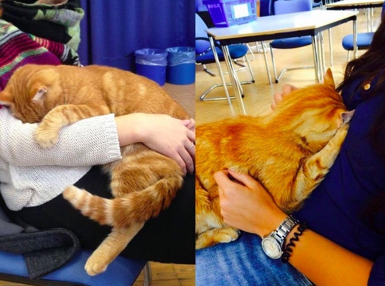 FB @CampusCat Augsburg