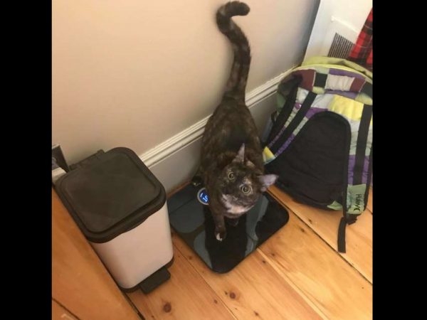 飼主終於有天捕捉到貓咪站在體重機上的樣子