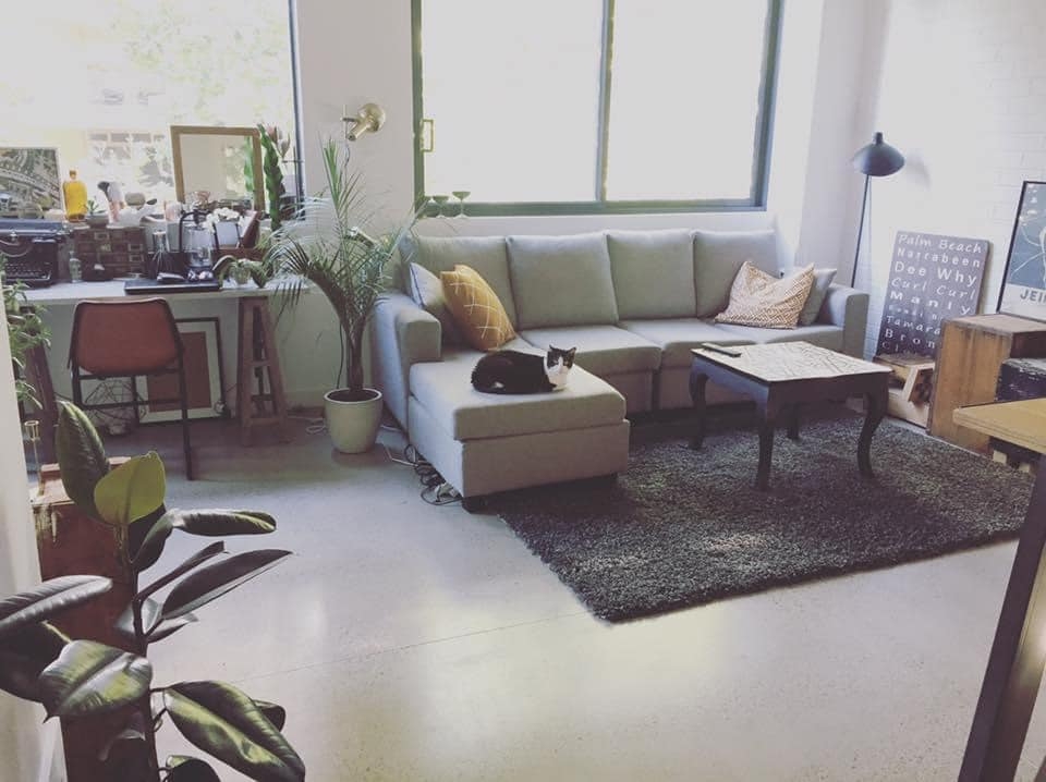 看到網路送養文！飼主主動領養賓士貓回家