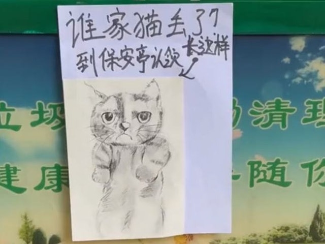 貓咪走失貼出找貓啟事