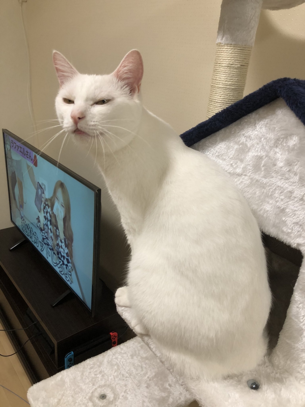 twitter @hakuponia89