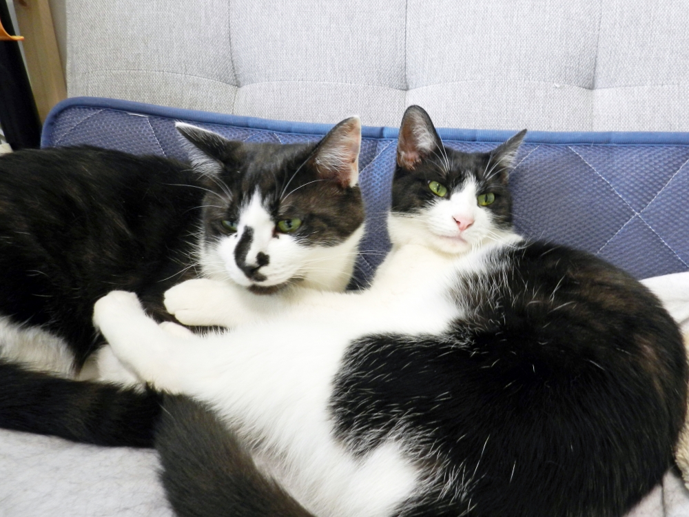 日本推主家中的貓咪體型差很多