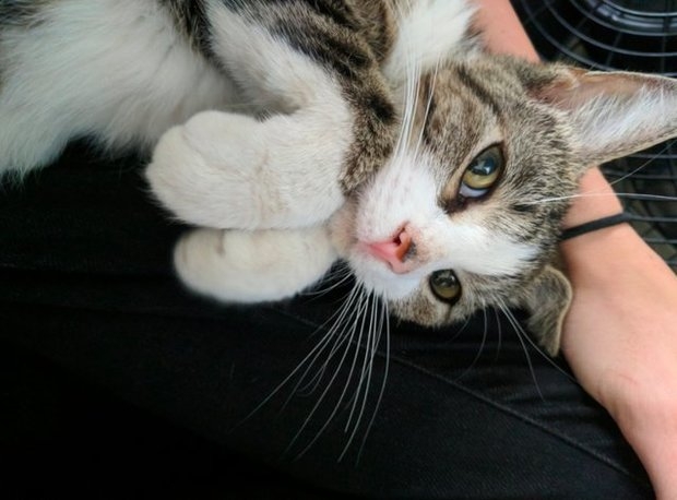 小貓喜歡男子，竟主動撒嬌