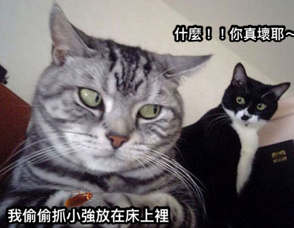貓咪一臉奸詐,偷看旁邊的黑白貓