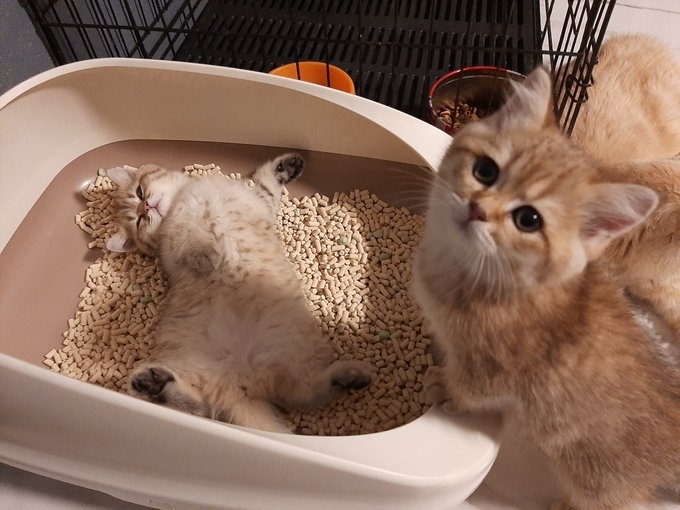 FB ต๊อด แมวขัดจรวด 