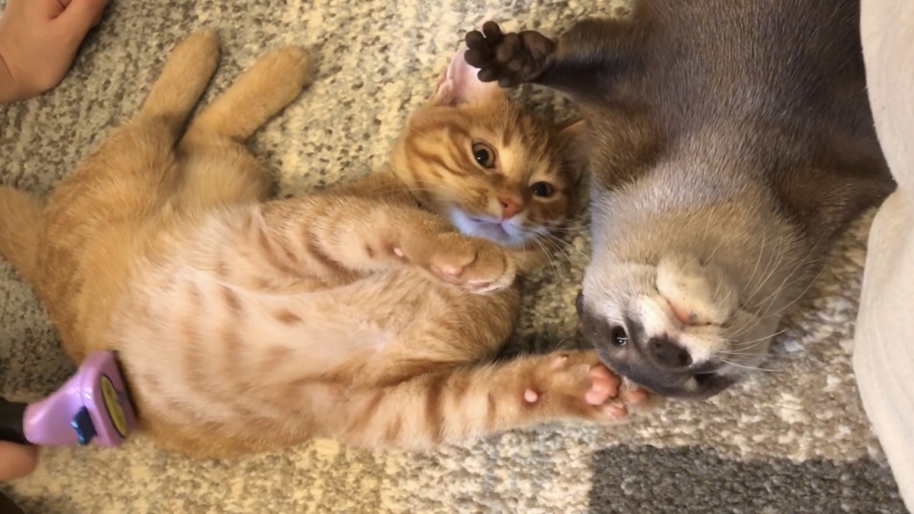 twitter@kawauso_sakura