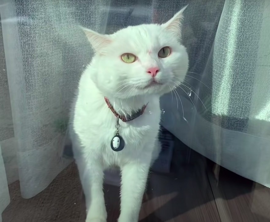 白貓被人吵醒後,靠在窗邊盯著人