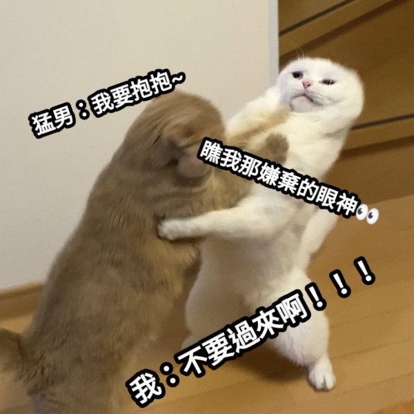 貓貓一臉嫌棄,不要抱我啊
