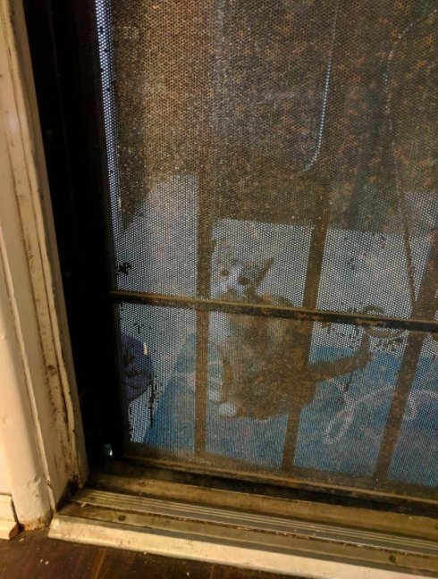 沒想到貓咪不見了，直到他回家才在門口出現