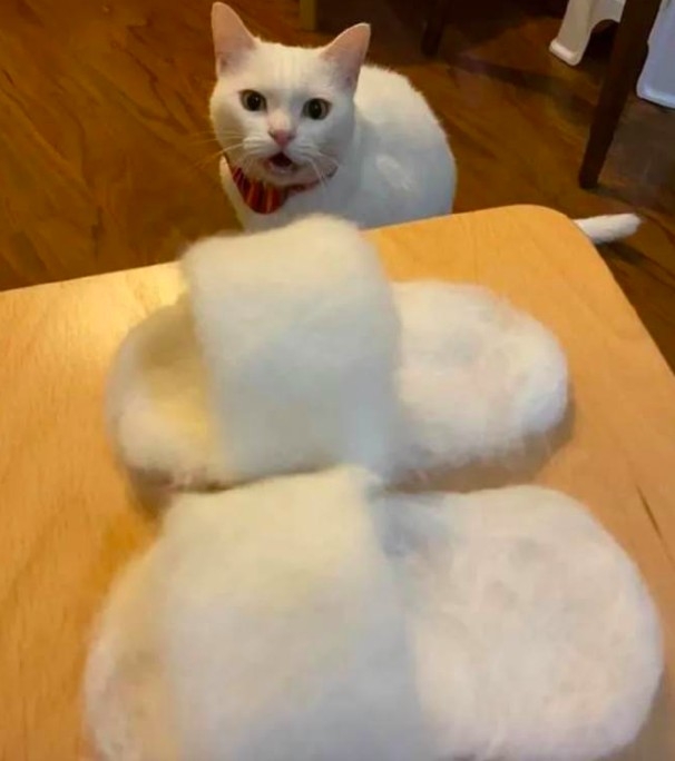 飼主用白貓的毛做成拖鞋