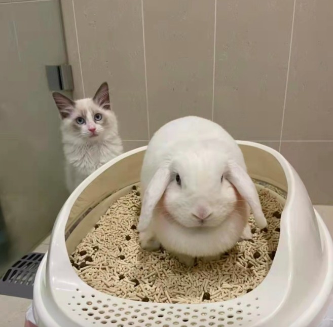 螢幕快照 2021-10-13 上午10.54.20