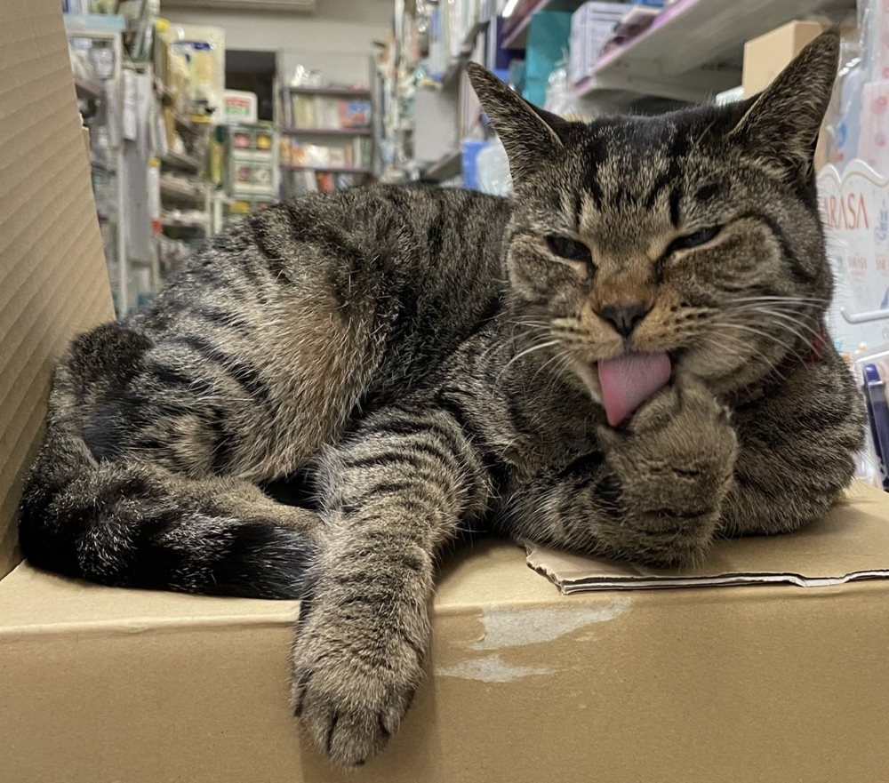 虎斑貓坐在紙箱裡