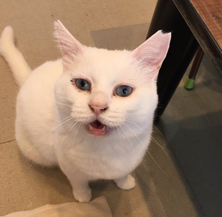 日本推特主人的白貓，撒嬌超可愛