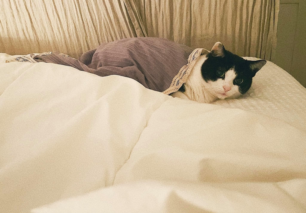 賓士貓只願靠在奴才的腳邊