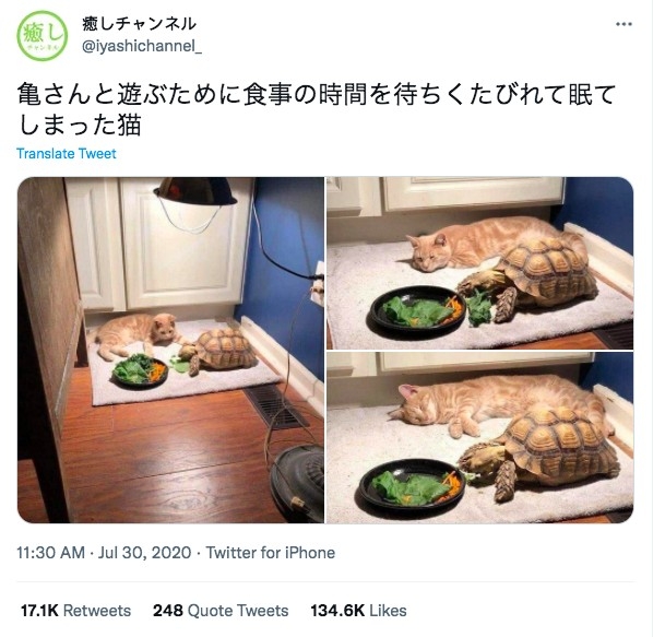 橘貓躺在地上,等待烏龜吃完飯