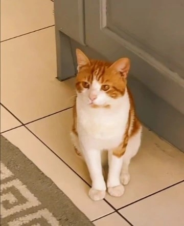 Tiktok hamblin1987backup