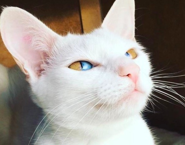 IG@oddity_olive