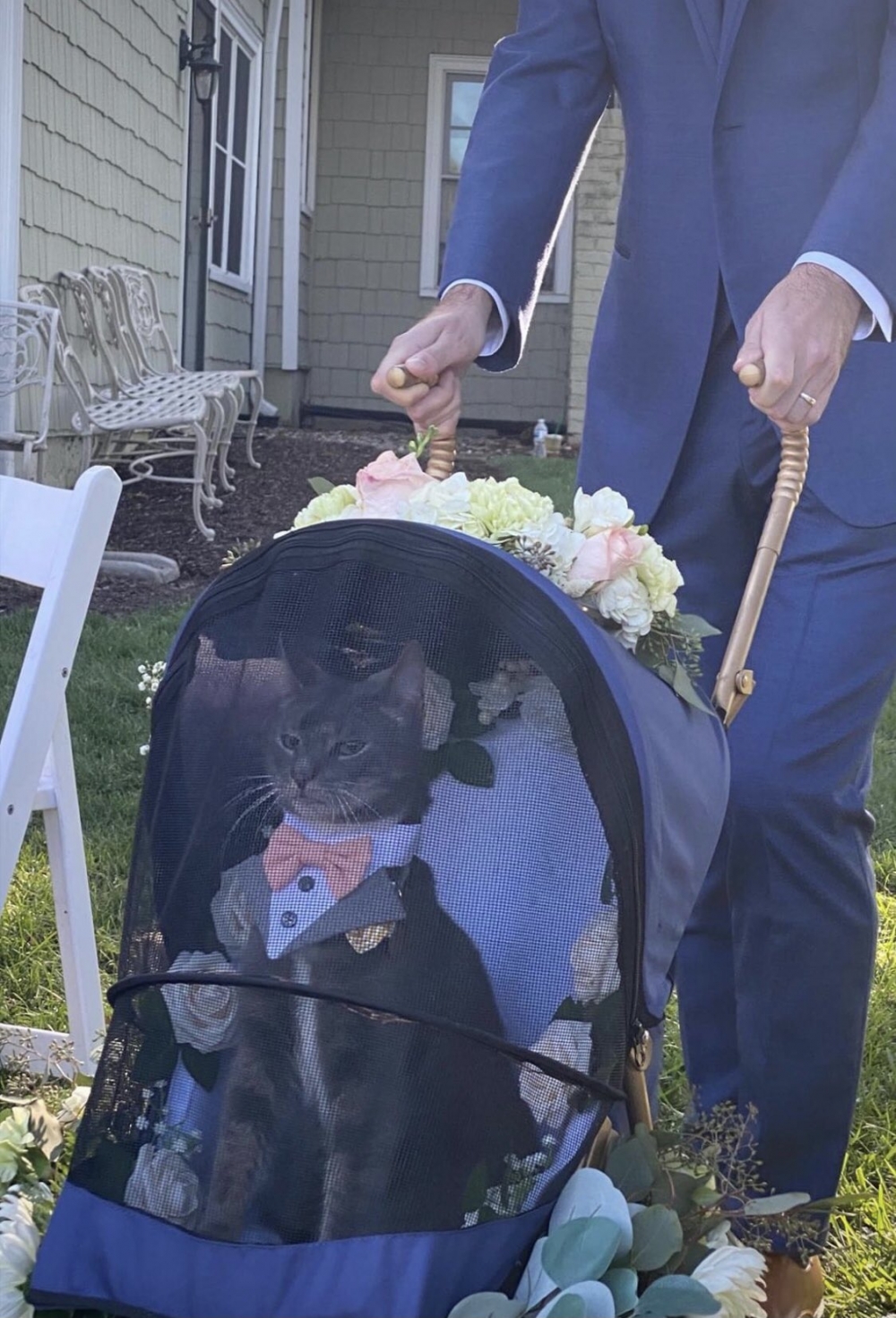 爸媽結婚,貓咪當小花童出席