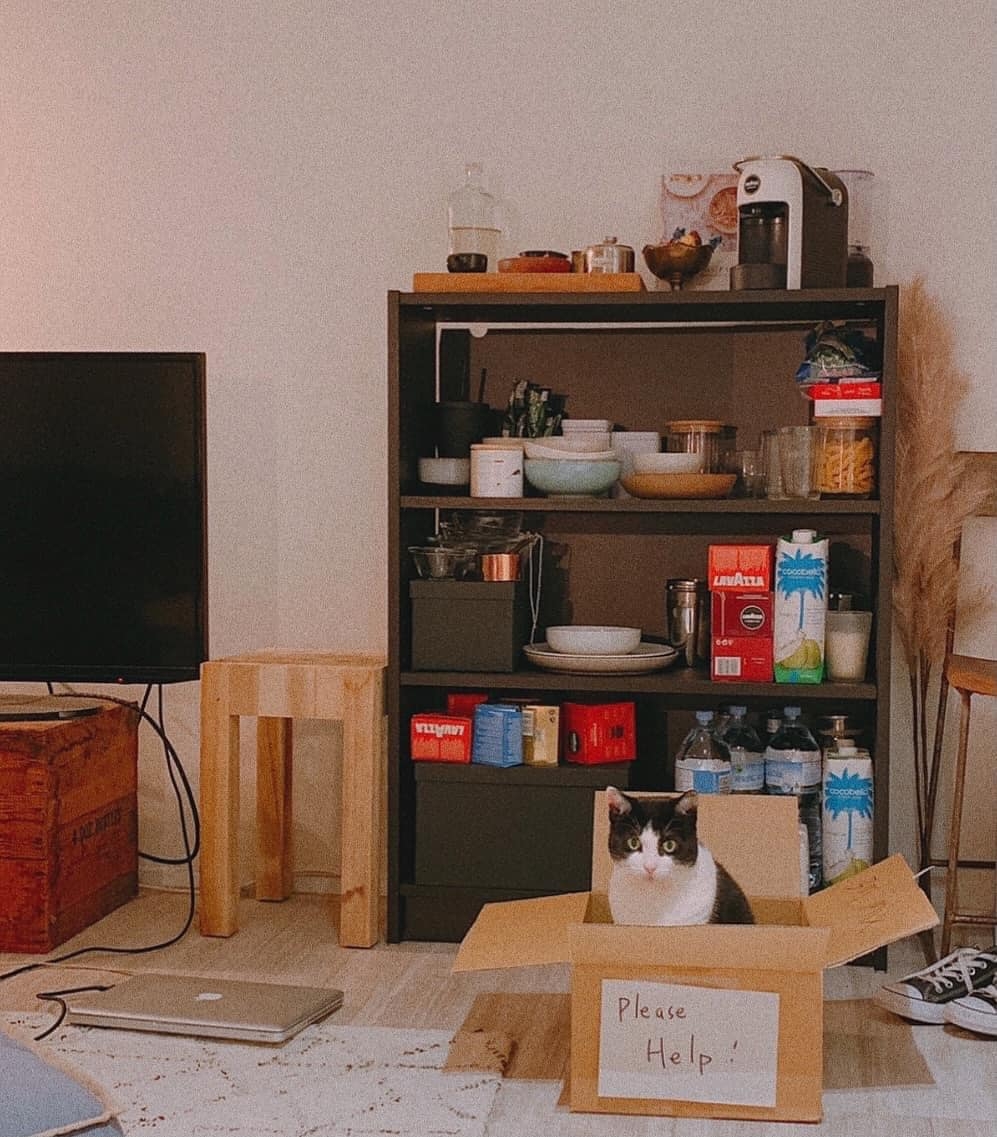 原主人Po出送養文，因孩子過敏所以需要把貓送走