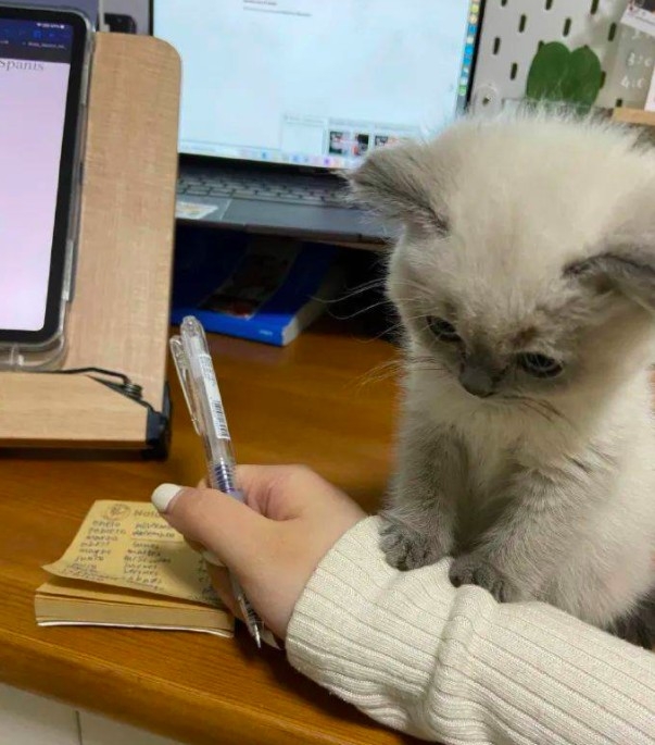 萌貓雙手踩上手臂，小小的臉上充滿委屈