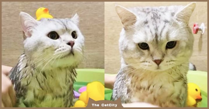 貓貓「乖乖坐澡盆」身材圓嘟嘟，一淋水竟完全沒消風　網笑：實心的捏