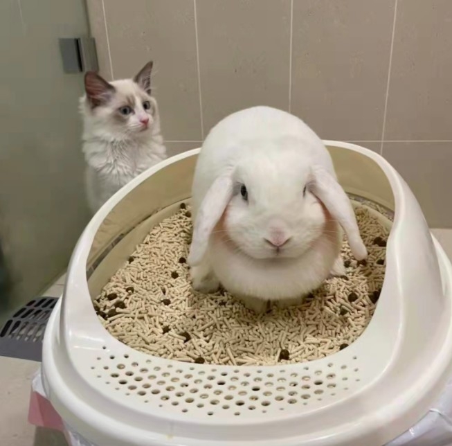 螢幕快照 2021-10-13 上午10.54.28