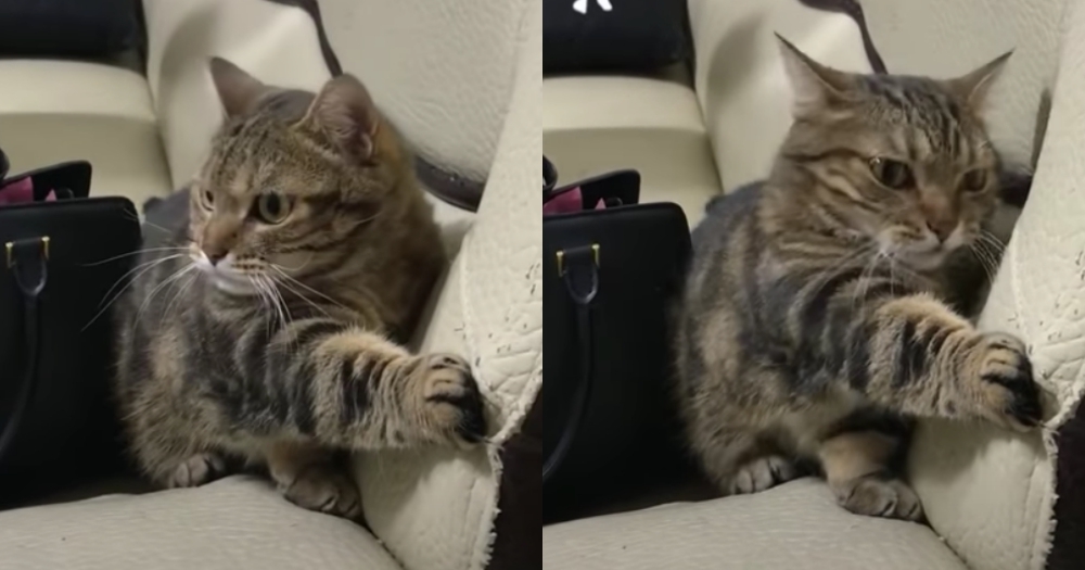 網友molly chen小姐提供