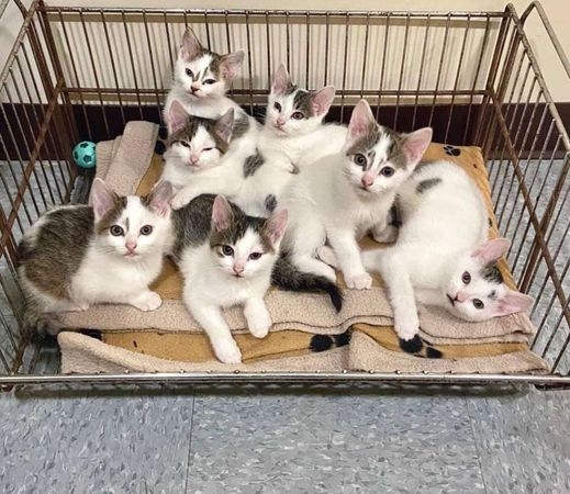 FB @Exploits Valley SPCA Adoptables