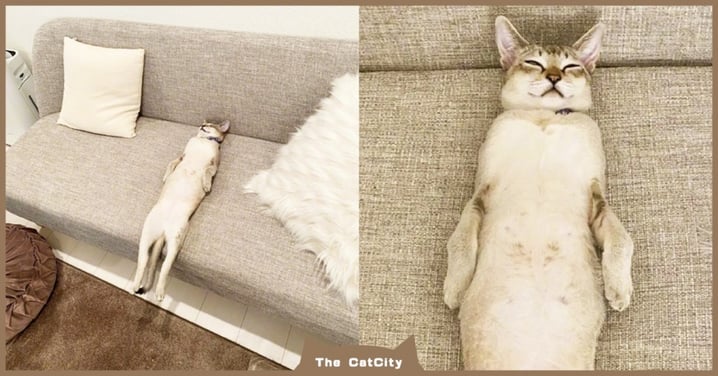 下班回家傻眼！日本貓貓「躺沙發姿勢」超像海豹，網笑翻：在家這麼累？