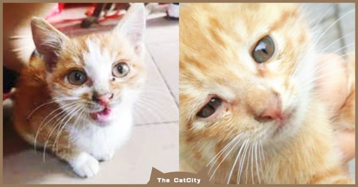 【貓咪眼睛分泌物】貓眼屎顏色怪怪的？貓奴要小心這 6 種常見眼疾！