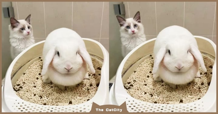 以為廁所被兔兔霸佔，貓貓「難以置信」看奴才：偷用我貓砂盆？！