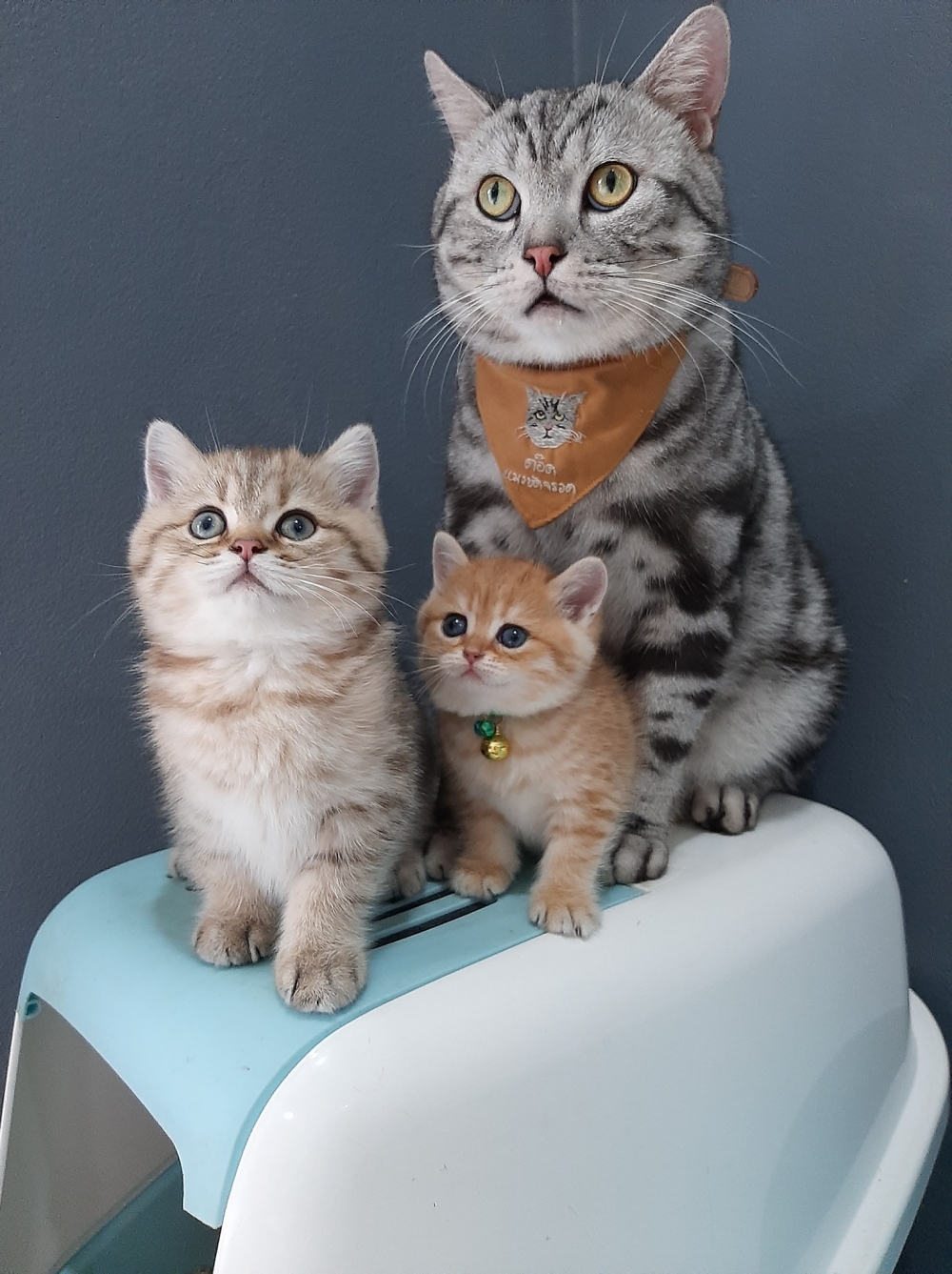 FB ต๊อด แมวขัดจรวด 