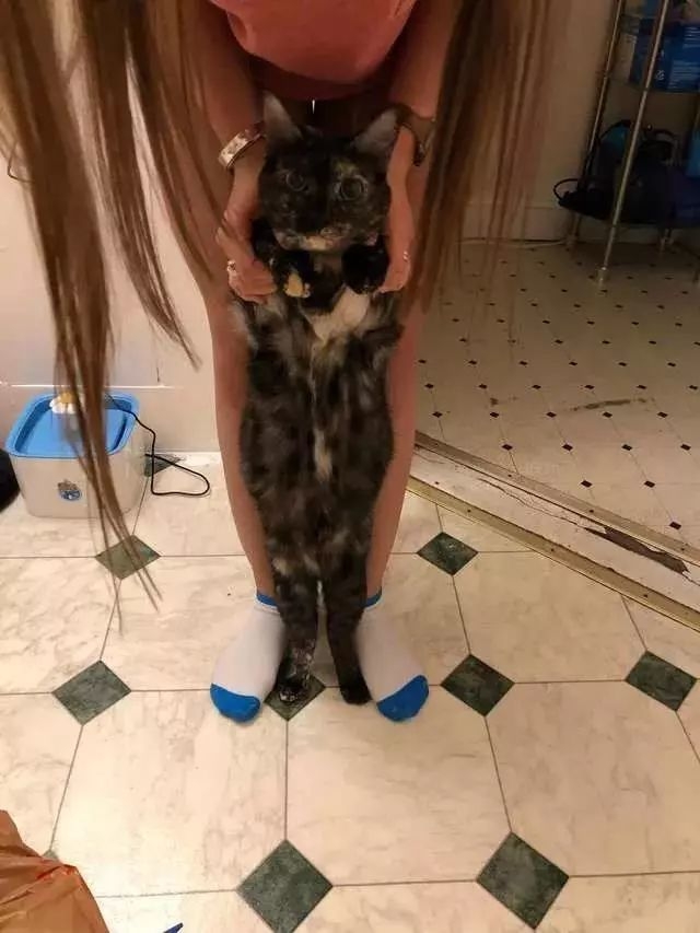 貓咪超在意自己身材，偷量體重