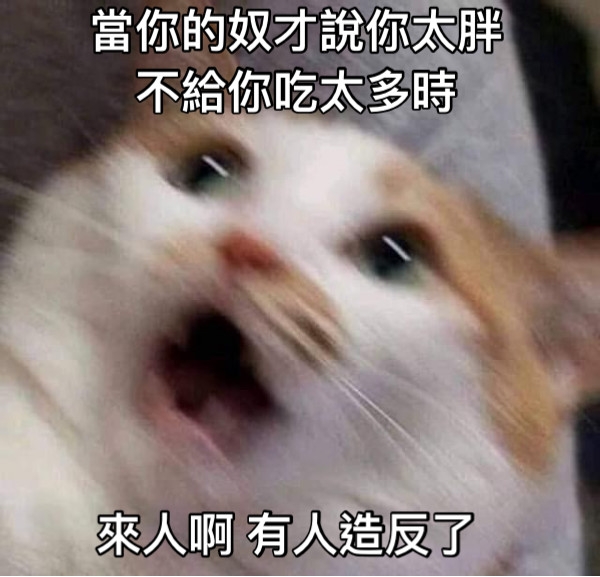 貓貓一臉驚恐到臉糊掉