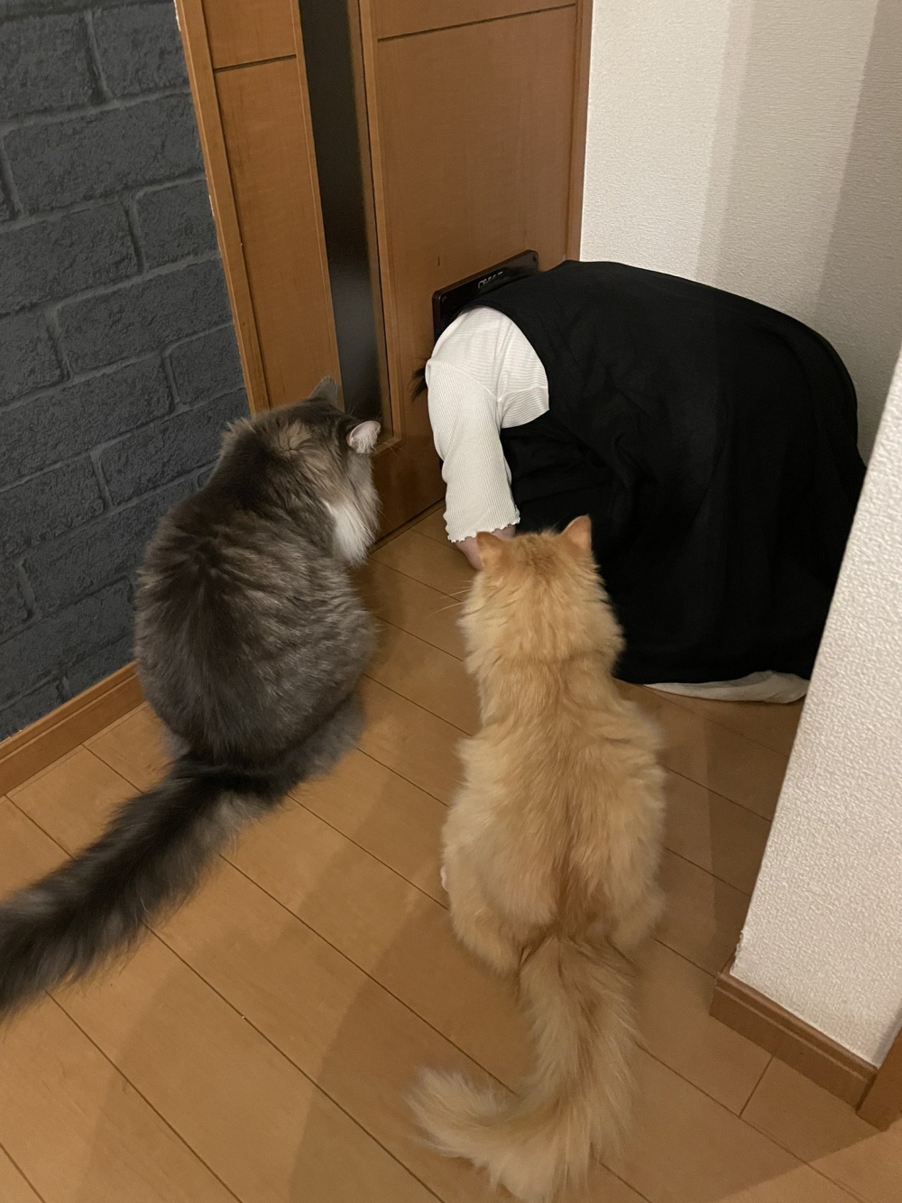 飼主老婆把頭塞進貓門中,讓網友超傻眼