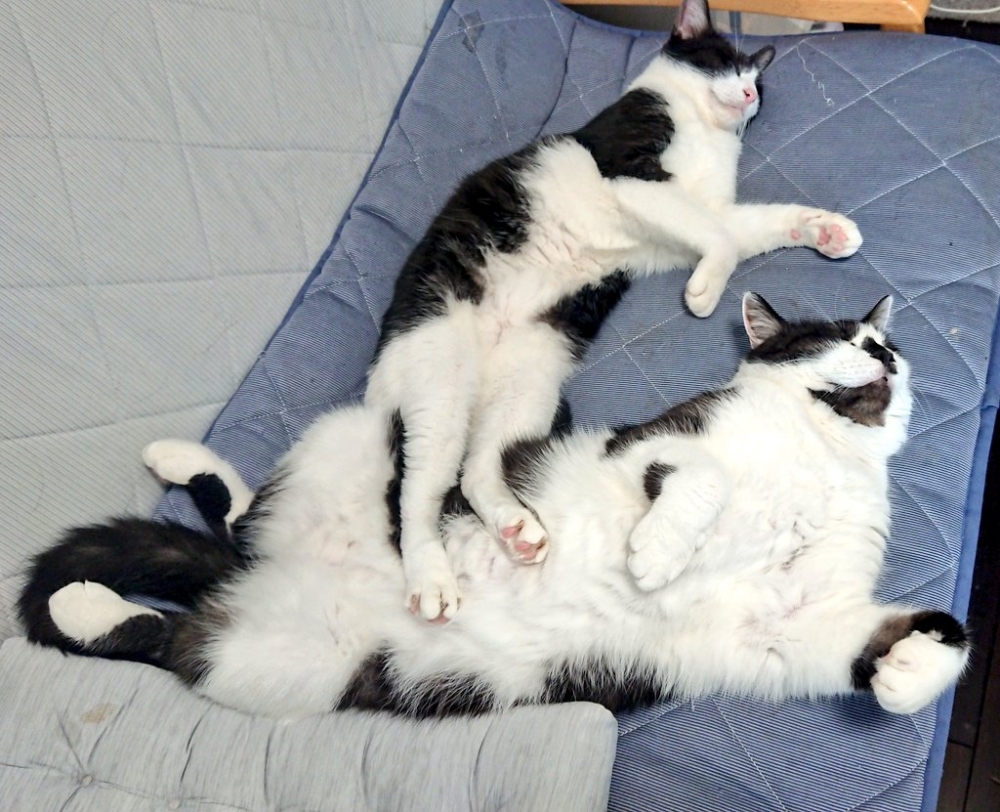 賓士貓姊弟體型差很多!弟弟比姊姊大