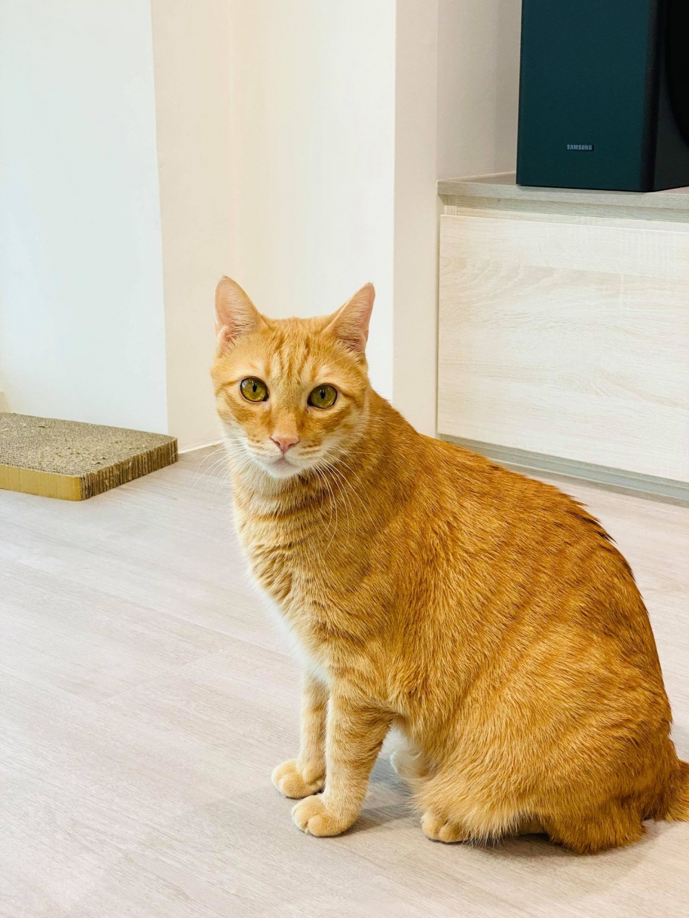 橘貓害主人摔倒，自己卻一臉無辜