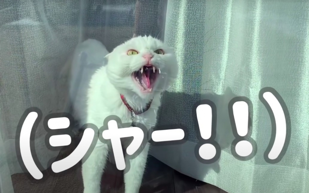 twitter @hakusama0906