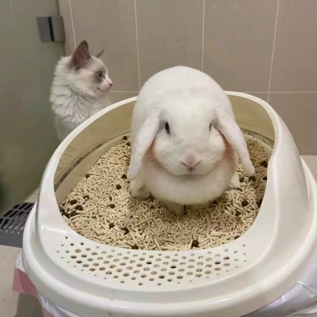 螢幕快照 2021-10-13 上午10.54.14