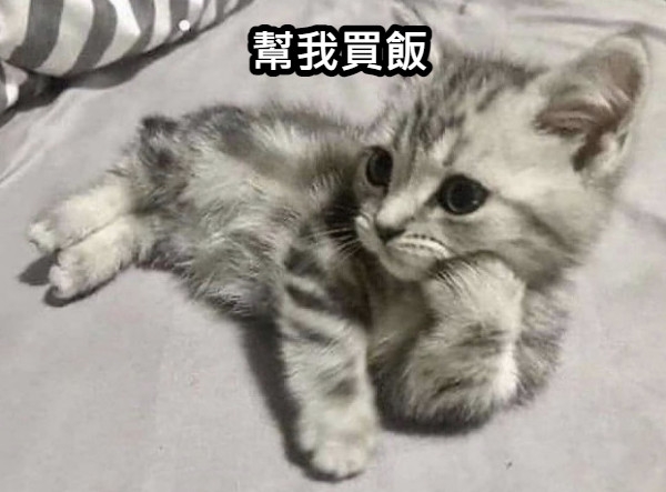貓貓撐臉躺在床上