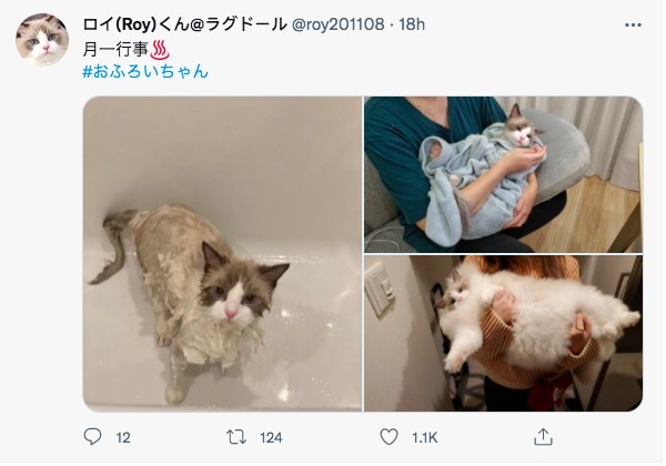 twitter @roy201108