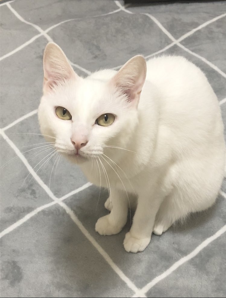 twitter @hakuponia89