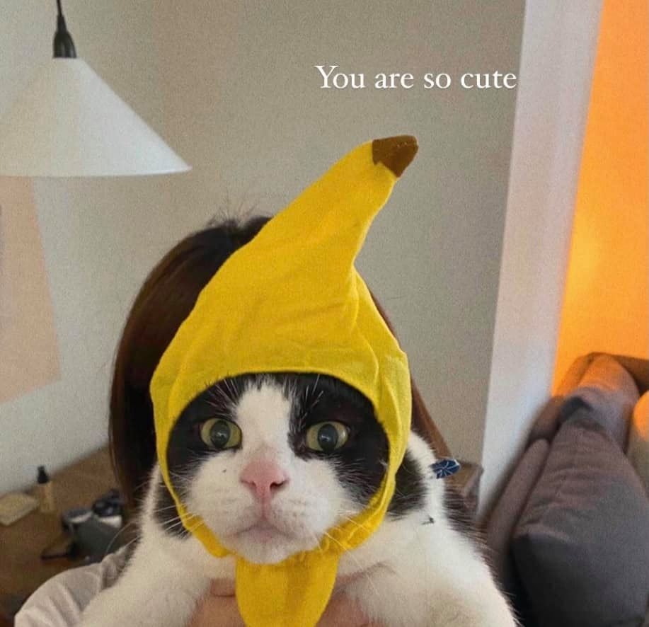 賓士貓戴著香蕉頭套，超可愛