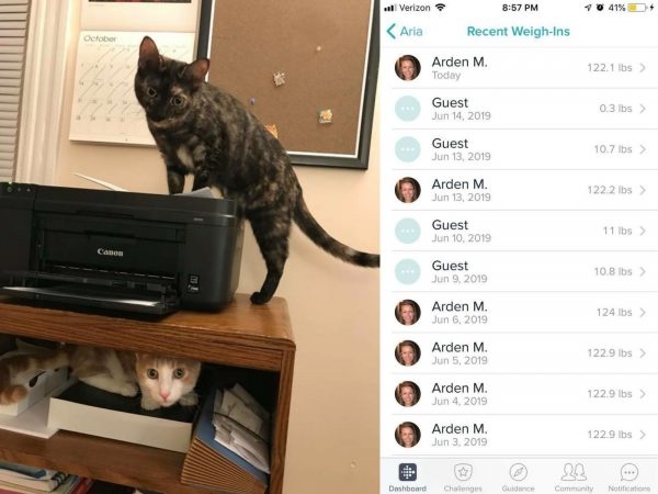 貓貓超愛量體重，主人都自比不如