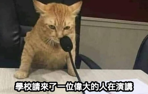 橘貓在會議桌上準備演講