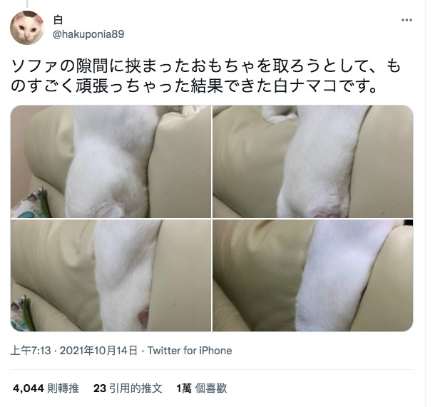 twitter @hakuponia89