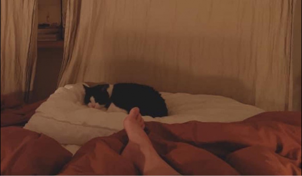 貓貓不親人，最多只願意靠在腳邊睡覺